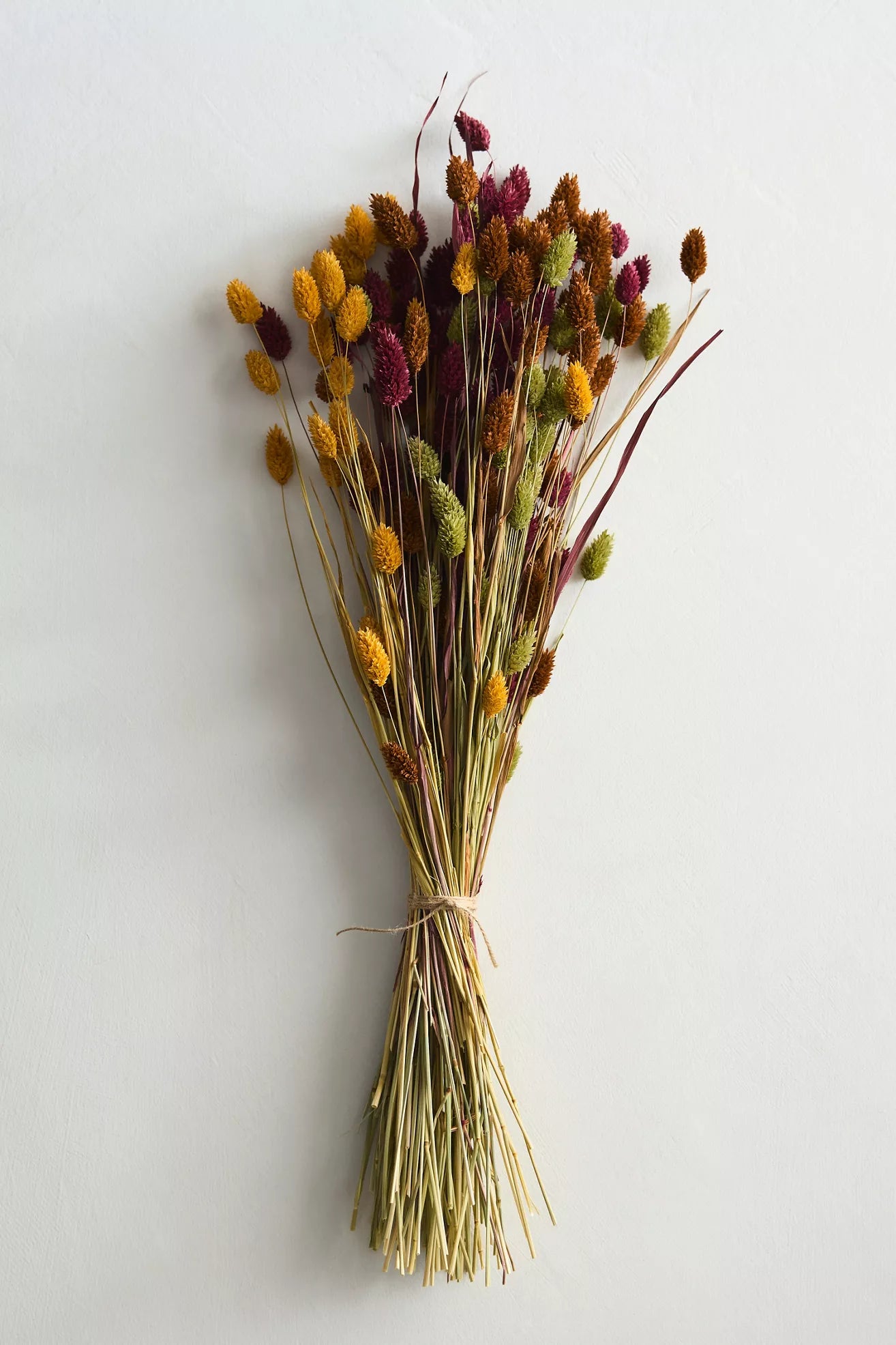 Dried Phalaris Mix Bunch
