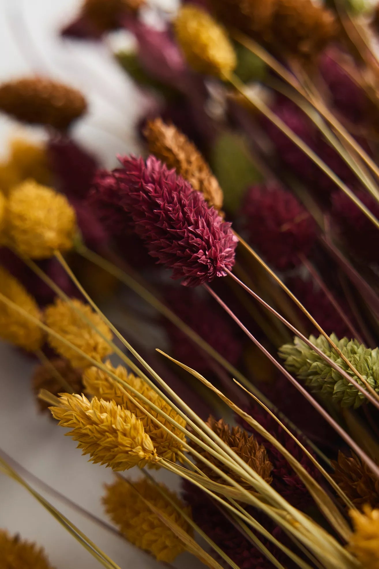 Dried Phalaris Mix Bunch